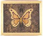 Butterfly1-2