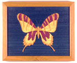 Butterfly2