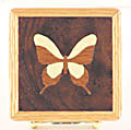 Butterfly Coaster